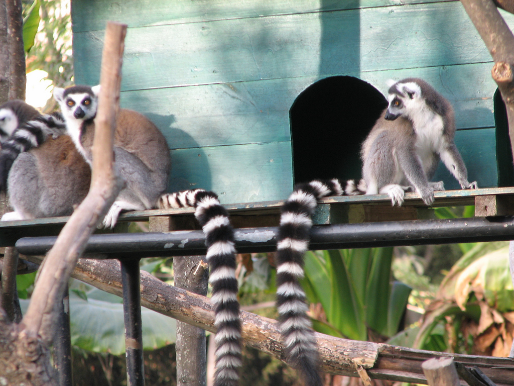 Voyager à Madagascar en passant par ses parcs et réserves naturelles