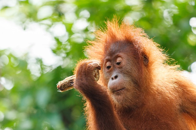 Séjour sur l’île de Bornéo : 3 parcs naturels d’exception à ne pas rater